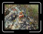 IMG_5938 * 855 x 642 * (230KB)